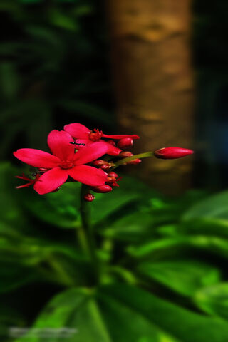 Vibrant Red Blossoms 🌺✨