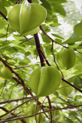 Nature's Green Lanterns..