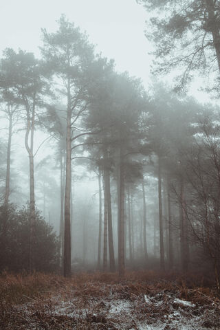 Enchanted Mist: A Journ..