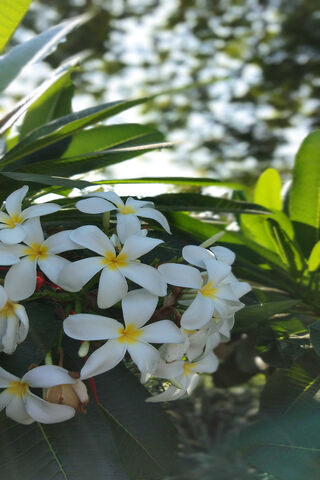 Blooming Beauty 🌼✨
