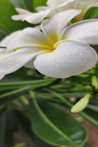 Dew-Kissed Plumeria 🌼💧