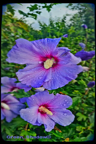 Beautiful Blue Blossoms..