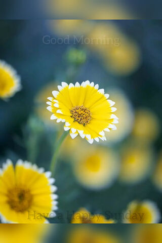 Sunshine Blooms: A Brig..