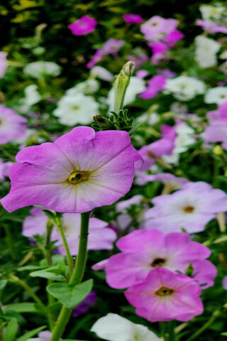 Blooming Beauty 🌸