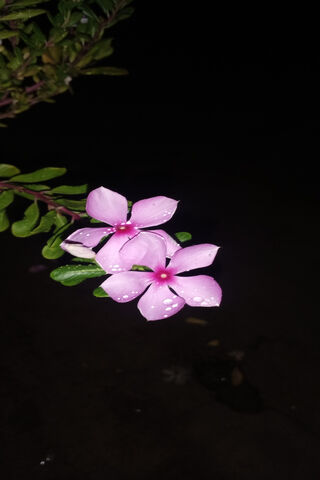 Night Blooming Beauty 🌸✨