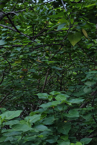 Lush Greenery 🌿