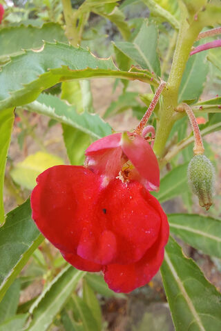 Radiant Red Blooms: Nat..
