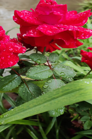 🌹 Radiant Red Roses Af..