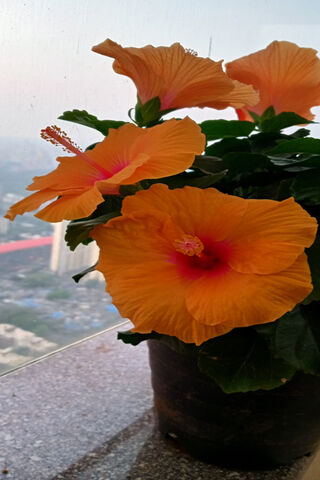 Vibrant Orange Hibiscus Blooms 🌺🌞