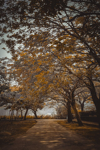 Autumn Serenity 🍂🌳