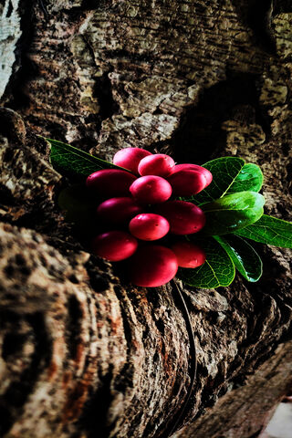 Nature's Bounty 🍇🌿
