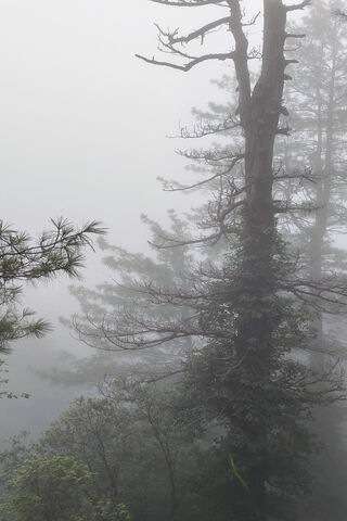 Foggy Alpine