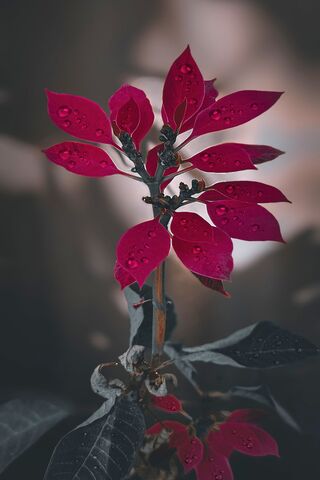Radiant Red Blooms 🌺✨