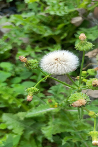 Whimsical Dandelion Puf..