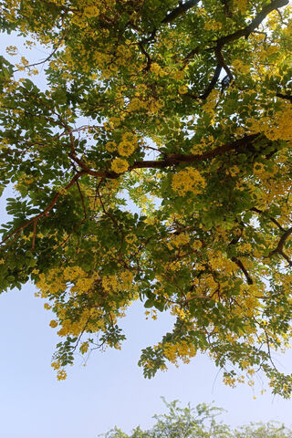 Golden Blossoms Under t..