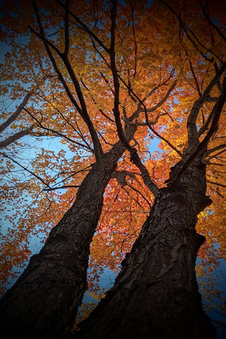 Autumn's Embrace 🍂🌳