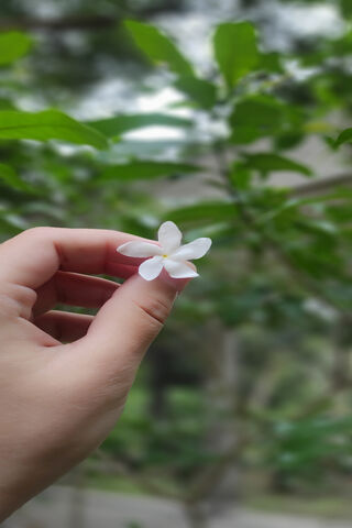 Flower