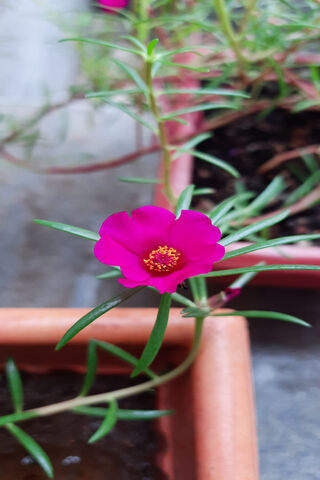 Vibrant Pink Beauty 🌸