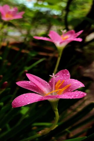 🌸 Dewy Pink Blooms in ..