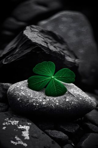 Lucky Clover on a Stone..