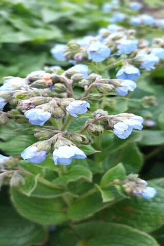 Delicate Blue Blooms 🌸