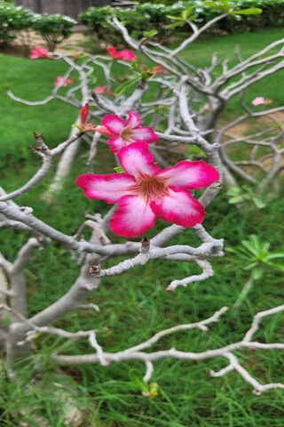 Blossoms of Beauty 🌸