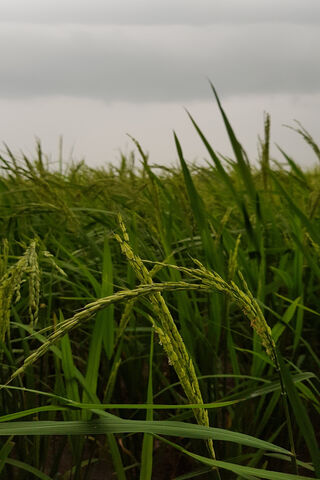 Farming