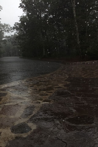 Rainy Day Serenity 🌧️