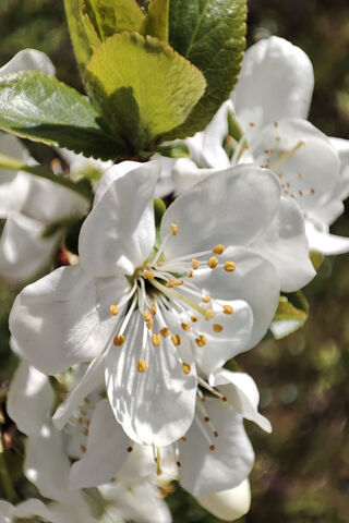 Blooming Beauty 🌸