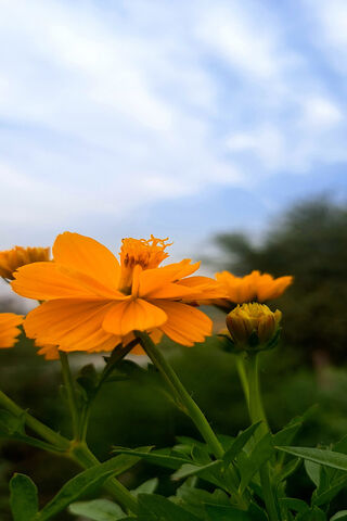 Bright Blooms Under a B..