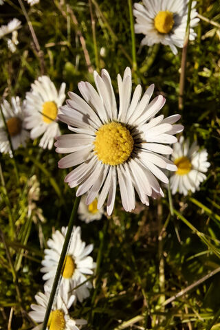Cheerful Daisies in Blo..