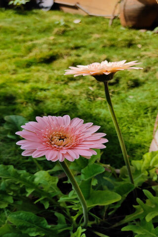 Blossoms of Joy 🌸✨