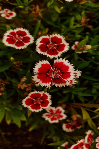 Vibrant Red and White F..