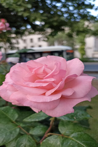 Beautiful Pink Rose 🌹