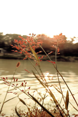 Grass Flower