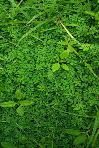Lush Greenery 🌿