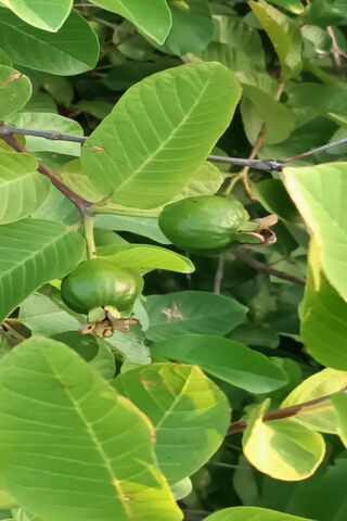 Guava
