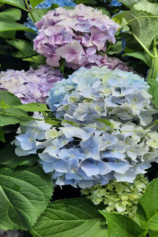 Garden Flower1