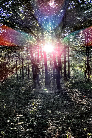 Enchanted Forest Glow 🌳✨