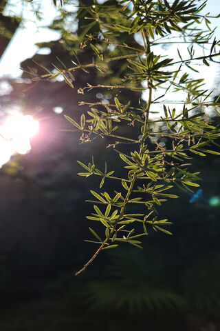 Sunlit Greenery 🌿✨