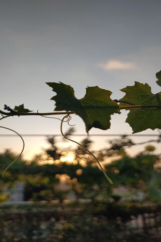 Serene Sunset Through t..