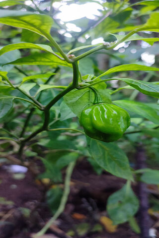 Green Chili Pepper Grow..