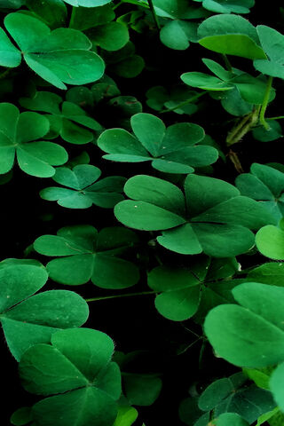 Lucky Clover Patch 🍀