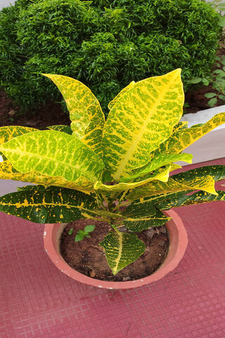 Green♥️