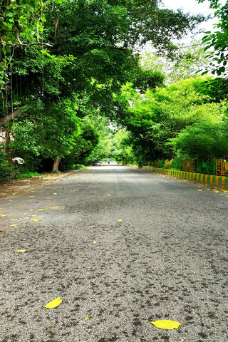 Serene Green Pathway 🌳✨