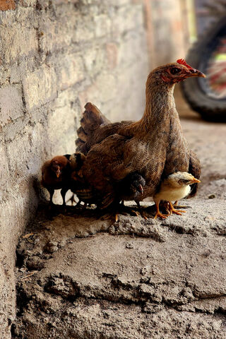 Gallina Chicken Pollo