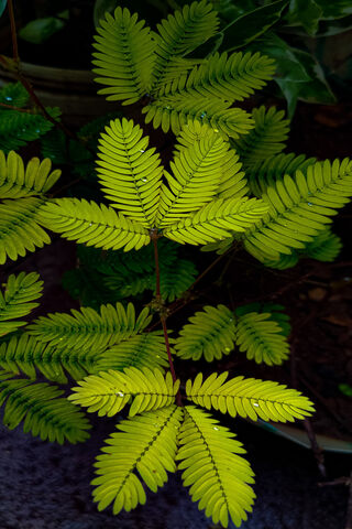 Vibrant Green Fern Leav..