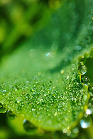 Nature's Sparkling Jewe..