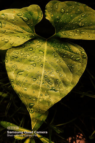 Greenery After Rain