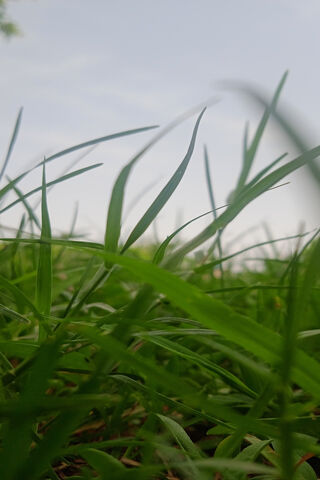Grass
